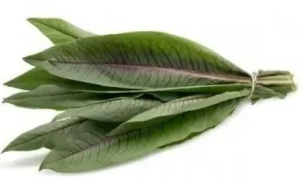 Almeirão roxo orgânico