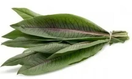 Almeirão roxo orgânico